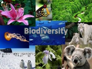 biodiversity assignment help